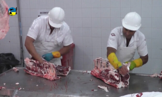 Faena bovina fue de 42.957 cabezas