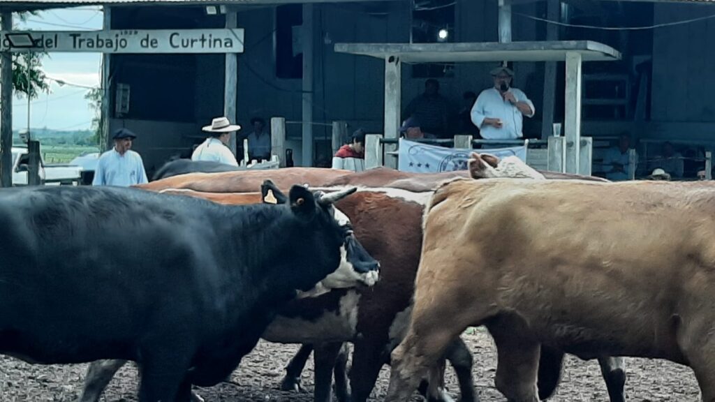 imagen de ganado en la pista, La feria en la Liga del Trabajo de Curtina hizo un promedio general para vacunos de U$S 743,