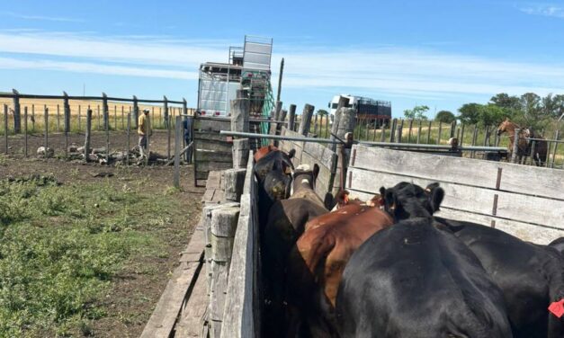 Mercado de haciendas gordas continúa una firme tendencia al alza