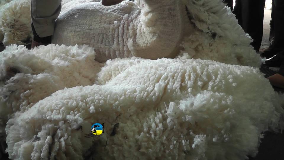 En el mercado local de lanas se registraron varios negocios esta semana