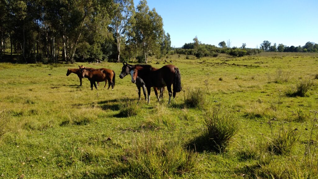 imagen de caballos en el campo, El precio del yeguarizo en el mes de junio cotizó a $60.60 por kilo