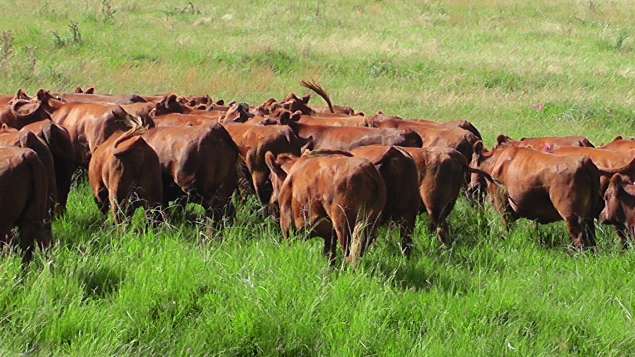 GANADO EN EL CAMPO, El mercado ganadero no para de subir