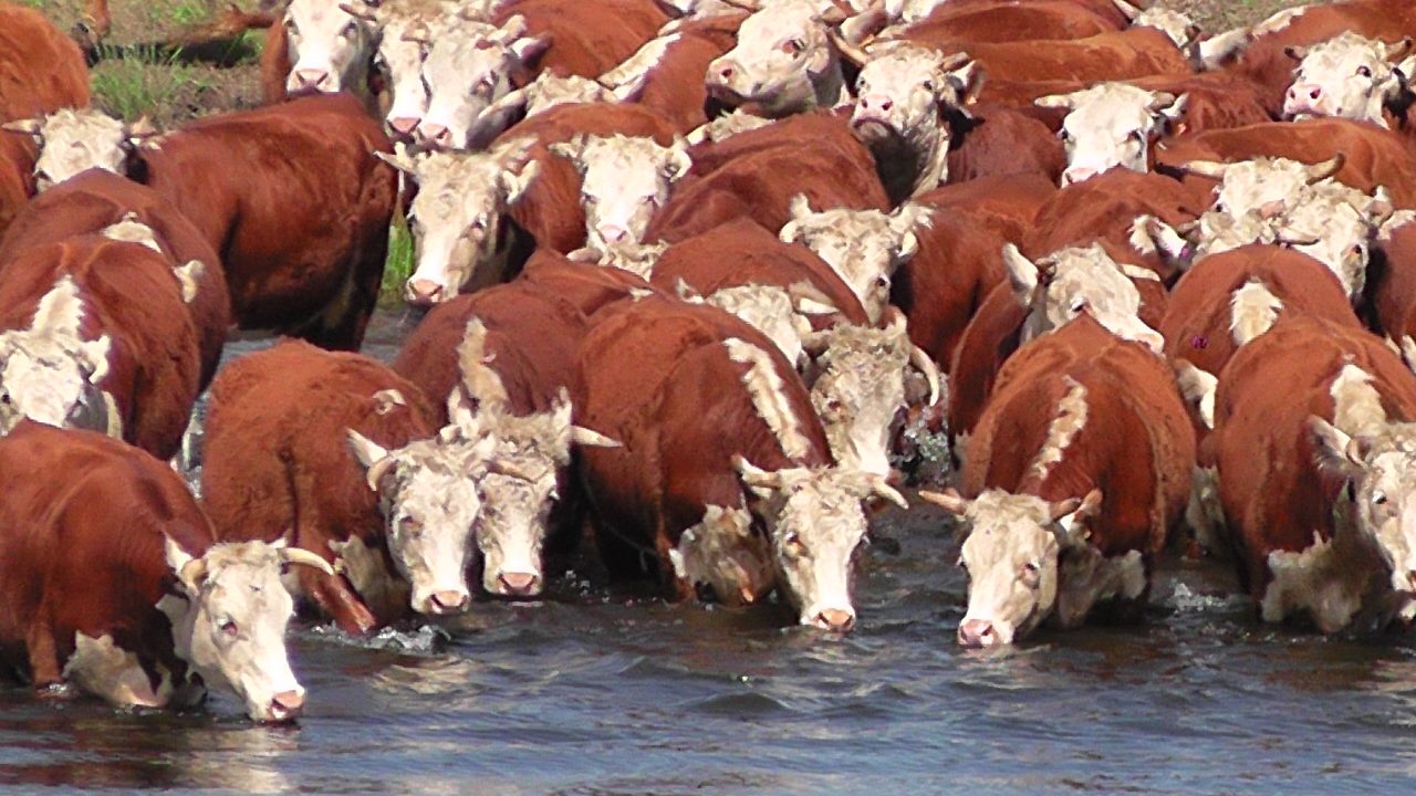 imagen de ganado tomando agua, Novillo Mercosur: fuertes aumentos en la Argentina y Brasil