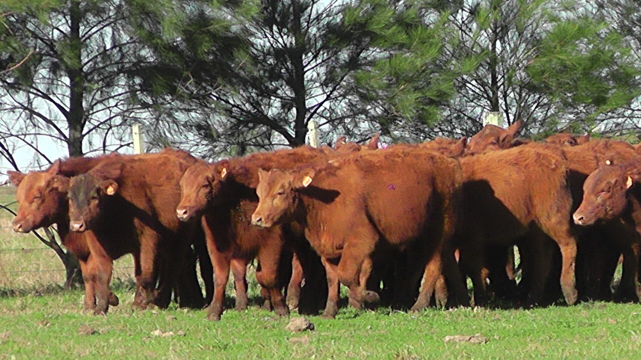imagen de ganado en el campo, Lote 21 vendió el 96.2% de la oferta en el remate 251º. 