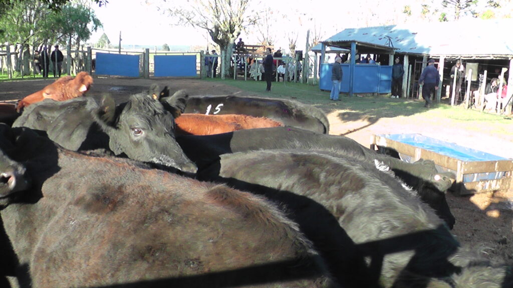 ganados en la pista de ventas, Federico de Palleja con otra muy buena feria en local Paso Casildo.