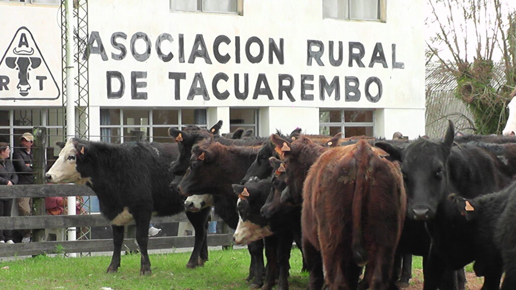 imagen de ganado en la pista, Gran remate realizó Escritorio Juan José Porto en la Rural de Tacuarembó