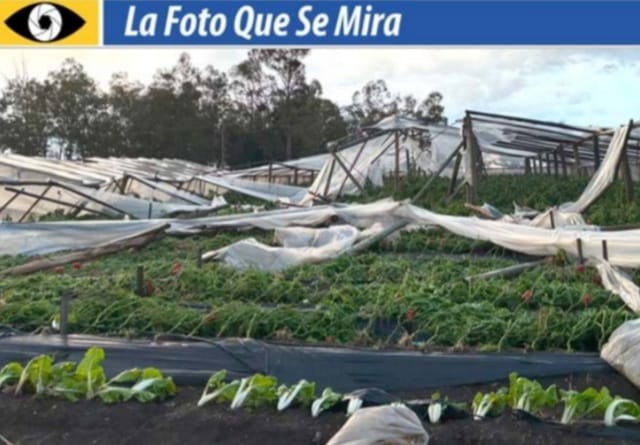 la foto que se mira Más del 80% de los productores hortícolas de Salto fueron afectados por el temporal el 18 de julio.
