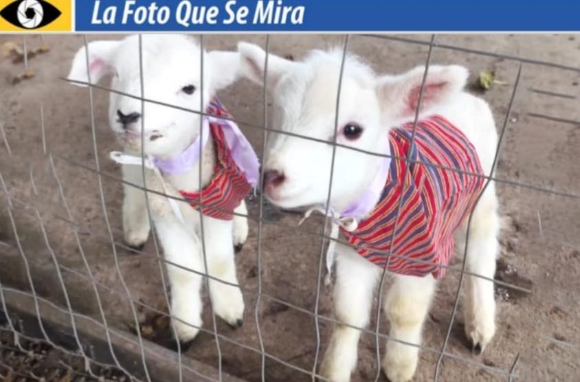 Dos corderitos fueron vendidos en remate, comprados para mascotas, y se pagaron por ellos $2.300.