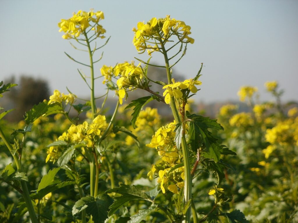 imagen de planta de colza, En el mercado agrícola local sigue el vaivén del mercado internacional