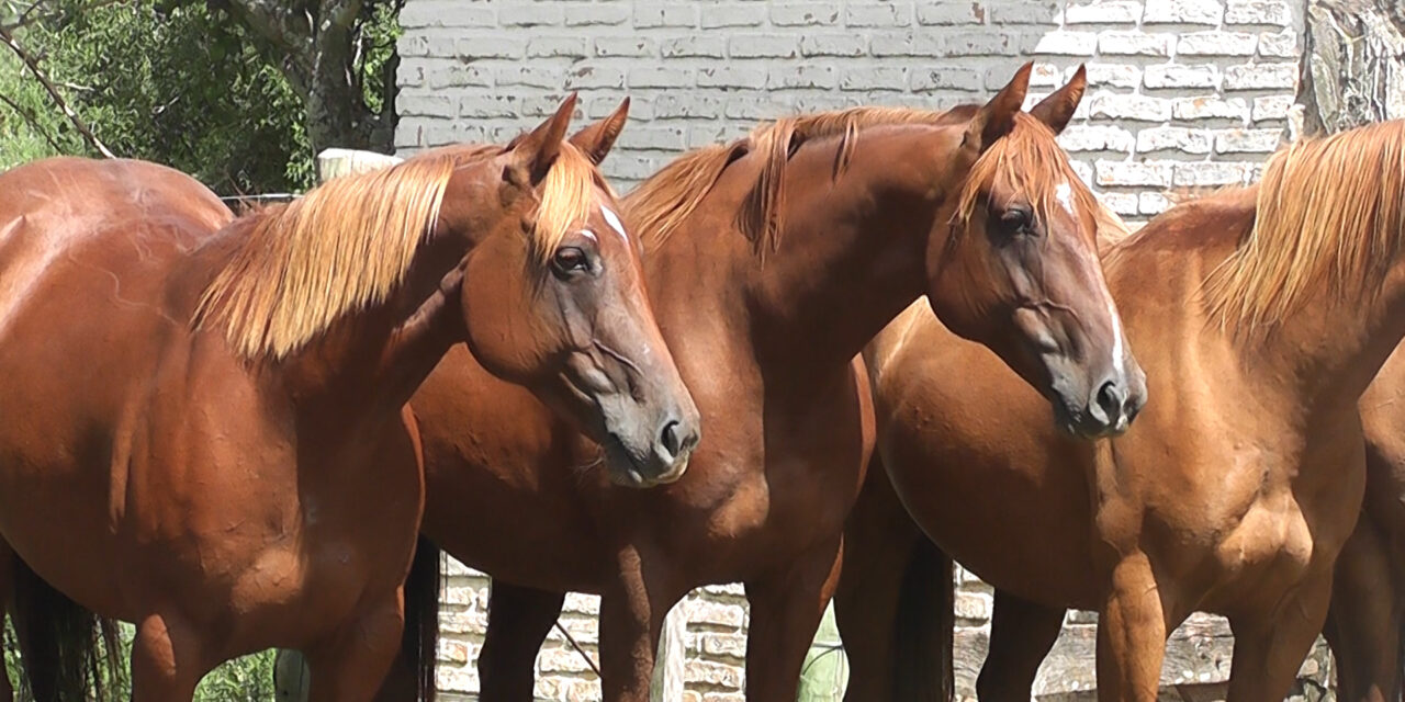 Fratti negó fallas del MGAP por traba en exportación de caballos a la UE