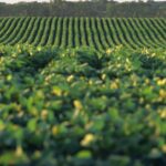 Resultados de la Encuesta Agrícola Invierno 2026