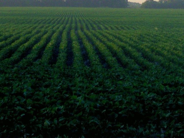 IMAGEN DE PLANTACIÓN DE SOJA, resultados de la Encuesta Agrícola "Invierno 2026".