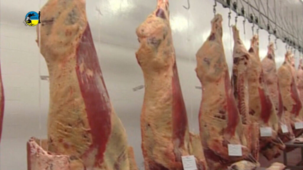 imagen de faena semanal bovina fue de 38.894 cabezas