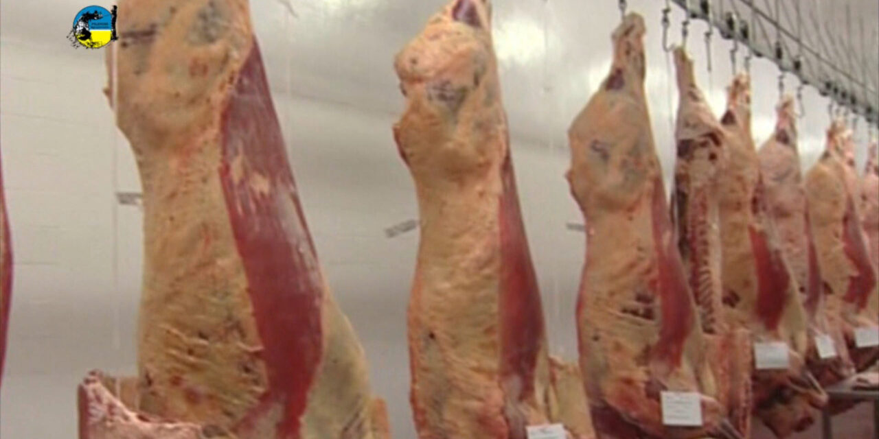 Faena bovina fue de 42.548 cabezas