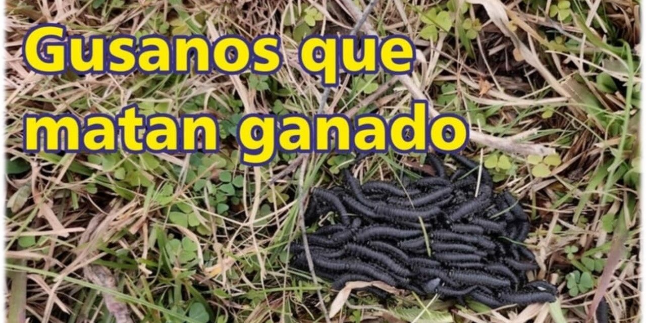 Palenque Rural: gusanos que matan ganado