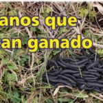 Palenque Rural: gusanos que matan ganado