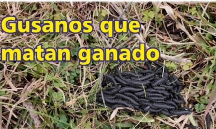 Palenque Rural: gusanos que matan ganado