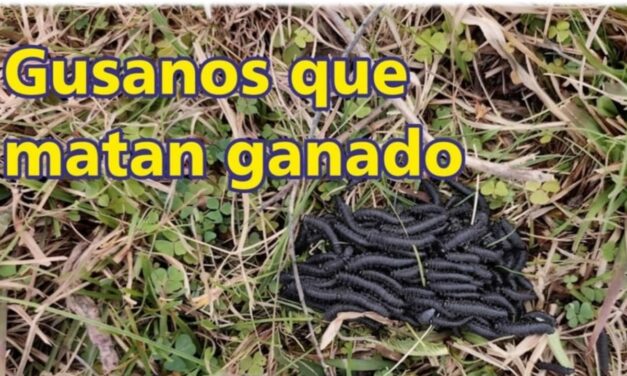 Palenque Rural: gusanos que matan ganado