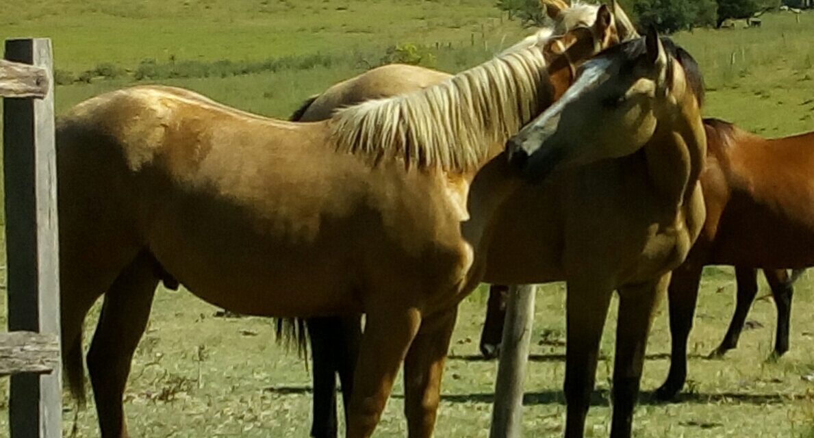 El precio del equino en julio fue de $61