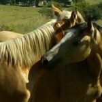 El precio del equino en julio fue de $61