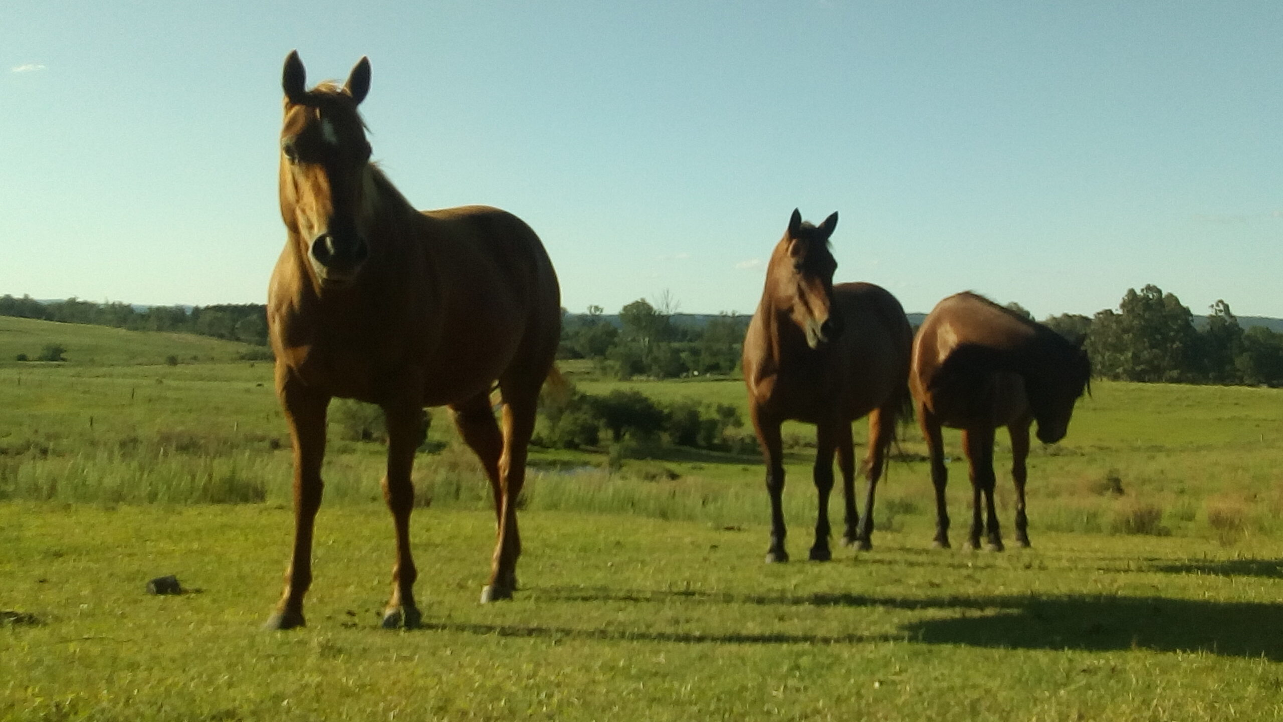 imagen de caballos, El precio del equino en el mes de julio fue de $61 por kilo