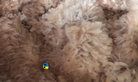 En el mercado local de lanas se vendieron lotes merino y corriedale