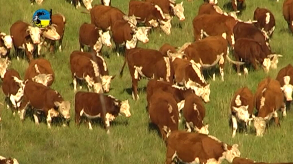 imagen de ganado en el campo, Pantalla Uruguay comercializó 6.495 vacunos en el remate 319º