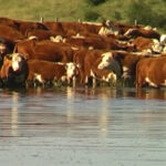 Pantalla Uruguay comercializó 6.495 vacunos en el remate 319º