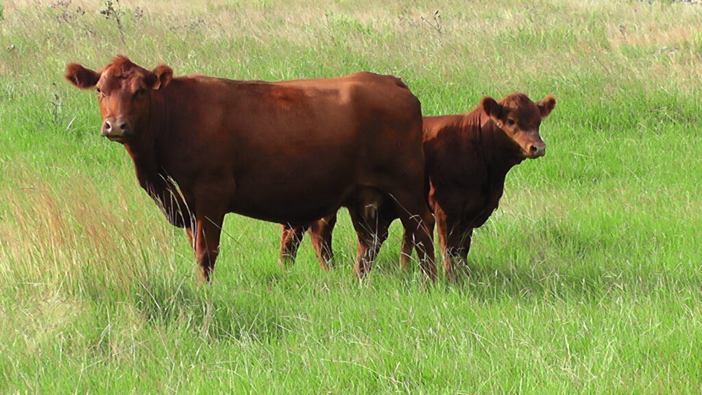 imagen de vaca con ternero en el campo, Plaza Rural los terneros se pagaron 891 dólares de promedio, en total se vendieron 7.918 vacunos, una colocación del 99.19% de la oferta