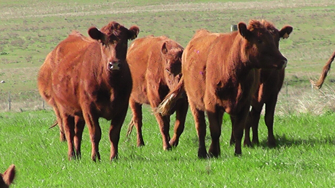  imagen de ganado en el campo, Lote 21 colocó el 100% de la oferta en el remate 252º