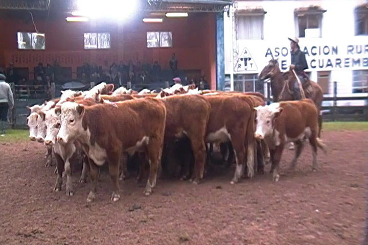 lote de novillos en pista Juan José Porto con buenos valores en la Rural de Tacuarembó.