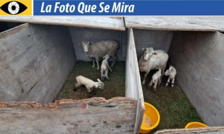 imagen de la foto que se mira, Paridera caseras, para proteger de los temporales.