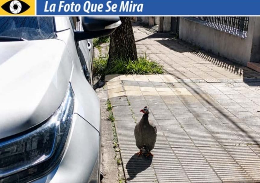 Una guinea (gallina de Guinea, su nombre correcto) paseándose por el centro de la ciudad; concretamente en calle Dr. Herrera casi 25 de Mayo. ¿De quién será?