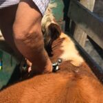 MGAP reforzará control de los tiempos de espera previo a faena