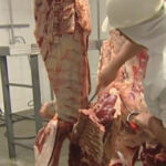 Faena bovina fue de 28.969 cabezas