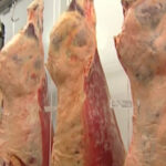 Faena bovina fue de 27.758 cabezas