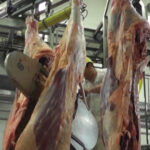 Faena bovina fue de 33.059 cabezas