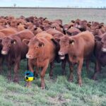 Plaza Rural vendió 14.745 vacunos en el remate 328º