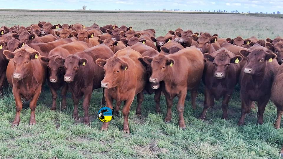 Plaza Rural vendió 14.745 vacunos en el remate 328º