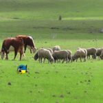 Más vacunos y menos ovinos