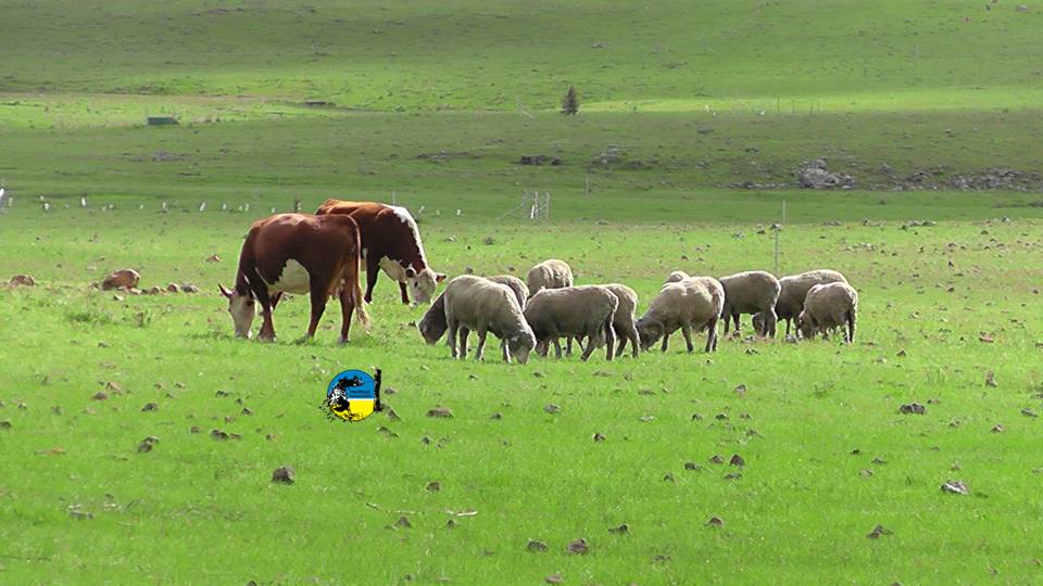 Más vacunos y menos ovinos
