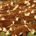 Plaza Rural colocó el 99.15% de la oferta en el remate 327º