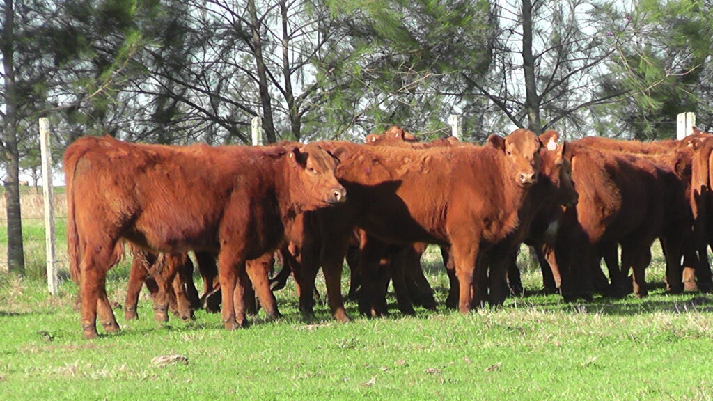 imagen de terneras en el campo, El MGAP anunció distribución y aplicación de hemovacunas sin costo a productores familiares.
