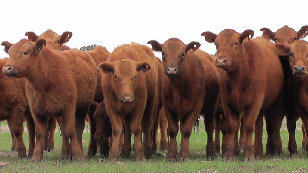 imagen de ganado, Pantalla Uruguay vendió 6.861 vacunos en el primer día del remate 320º