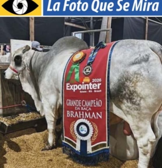 El Gran Campeón Brahman, de la Expo Inter 2026. Foto proporcionada por Vicente, nieto de Arlens Falletti de cabaña Los Orientales.