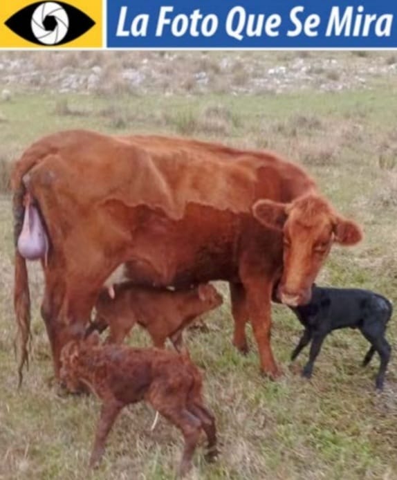 Vaca que parió trillizos, en un establecimiento en la zona de Arbolito.