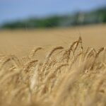 Cultivos de invierno con buena producción de trigo y colza