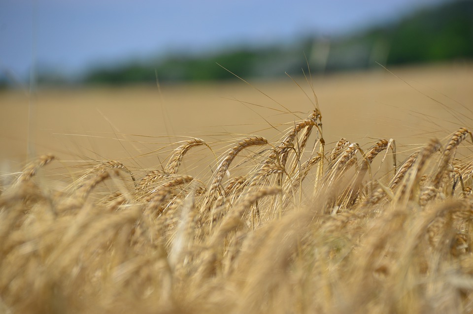 Cultivos de invierno con buena producción de trigo y colza