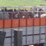 El precio del caballo en setiembre fue de $62.10