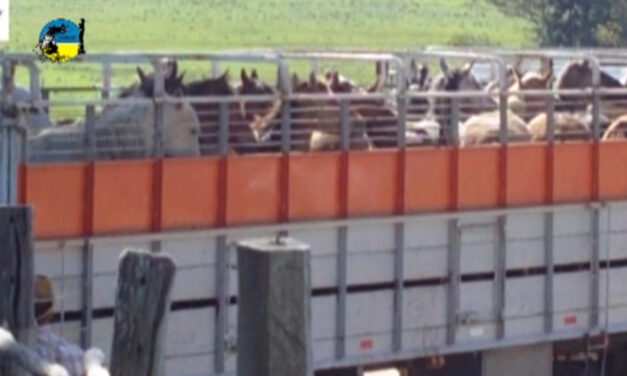 El precio del caballo en setiembre fue de $62.10